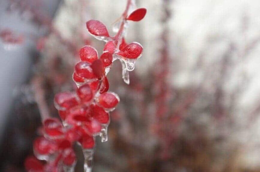 image 1 Climate change is it real? Photo of a pink flower with ice melting on it