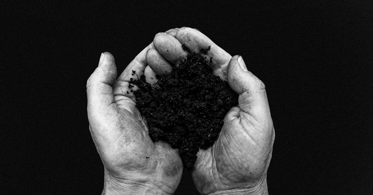 Belonging a black and white image depicting hands carefully holding fresh soil, symbolizing growth and earth care.
