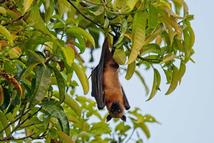 A fruit bat hanging in a tree. They carry the nipah virus.