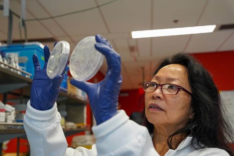 scientist looks at bacteria A female scientist looking at petri dishes