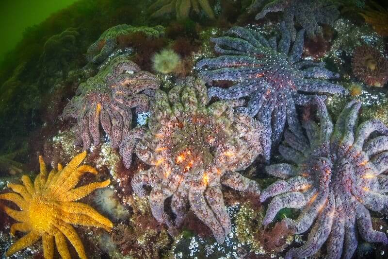 starfish die offs lab study Sea star in a lab study