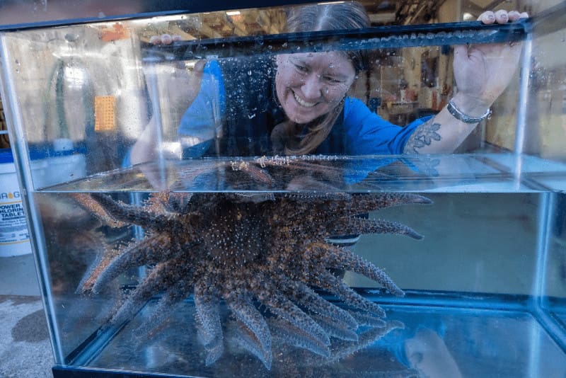 woman sunflower star tank Woman smiling at a sunflower sea star in a tank.