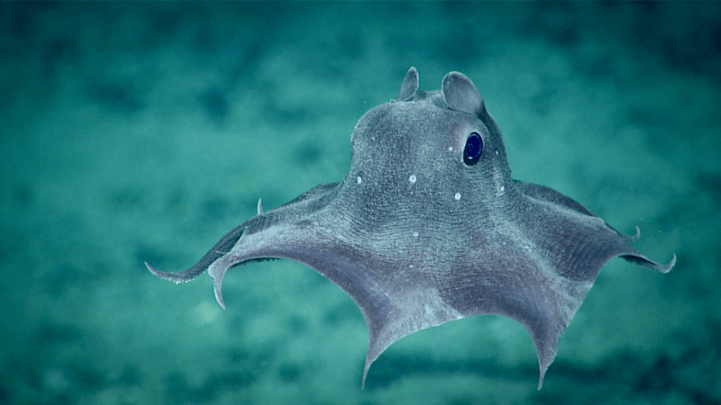 Dumbo octopus gliding in the ocean