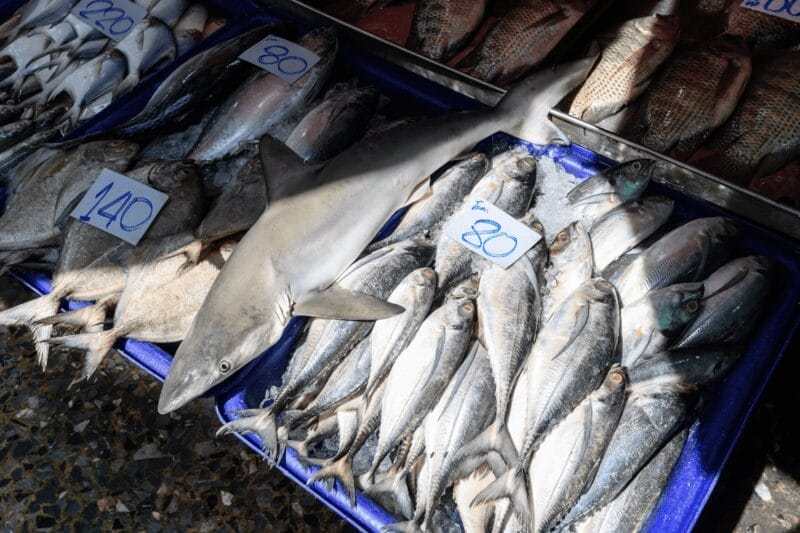 gulped sharks Gulper sharks parts for sale