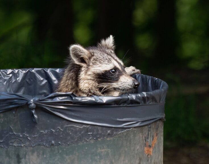 raccoon trash Raccoon peeking out of a trash can