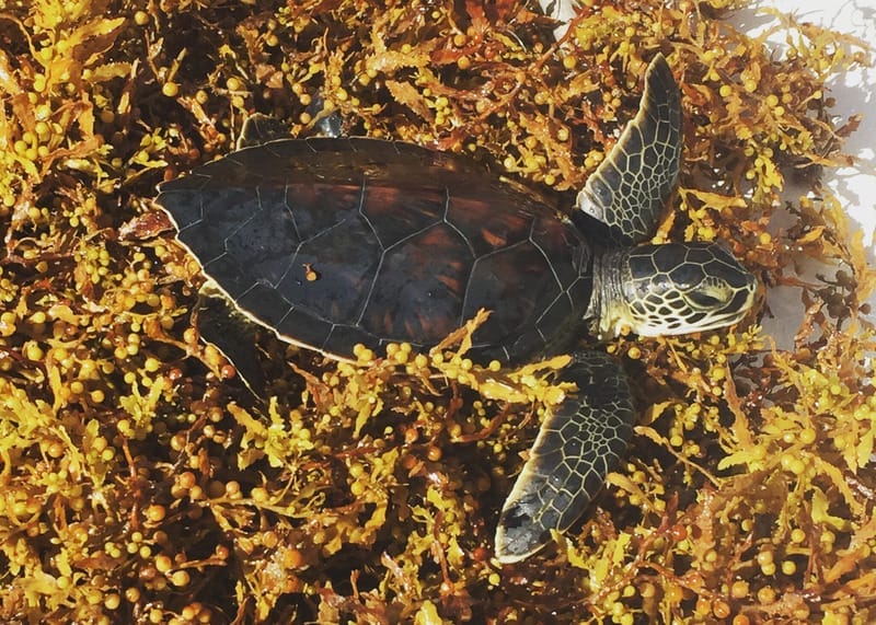 sea turtle Sea turtle hatchling