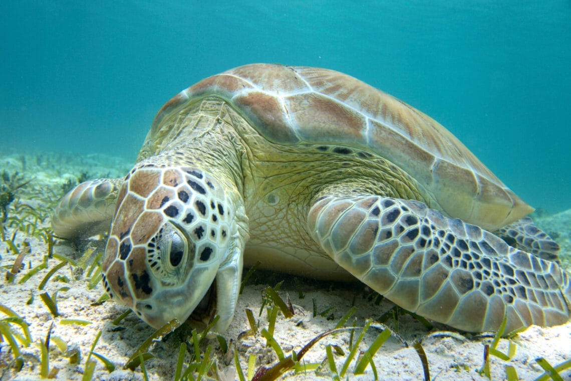 sea turtles main Sea turtle eating a plant in the ocean floor