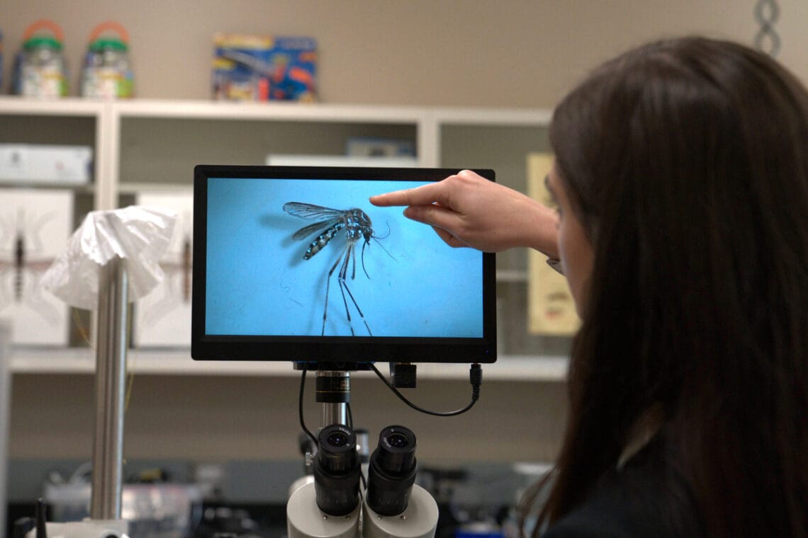 rocky mosquitos Mosquitoes in colorado examined in a lab