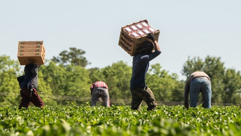 farm workers strawberries Farmworkers harvesting strawberries