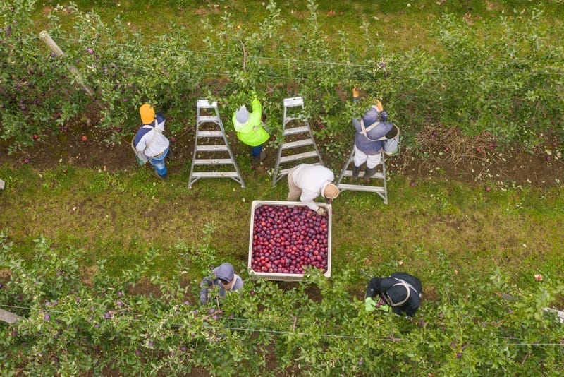 farm workers Farmworkers harvesting apples