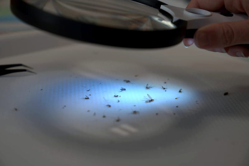 rocky mosquitoes6 Bugs collected in mosquito traps